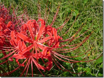 P1040950