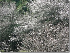 真綿のような冬桜 真綿のような冬桜