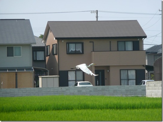しらさぎが飛んでいます。