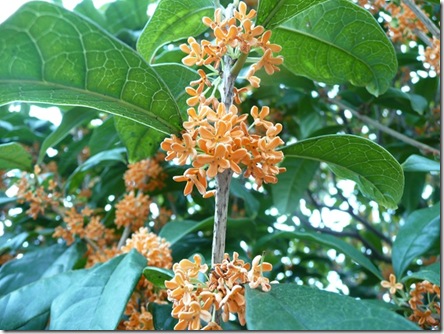 金木犀の花