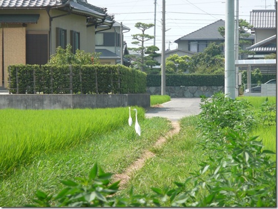 しらさぎのお散歩？