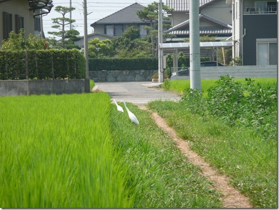 しらさぎ