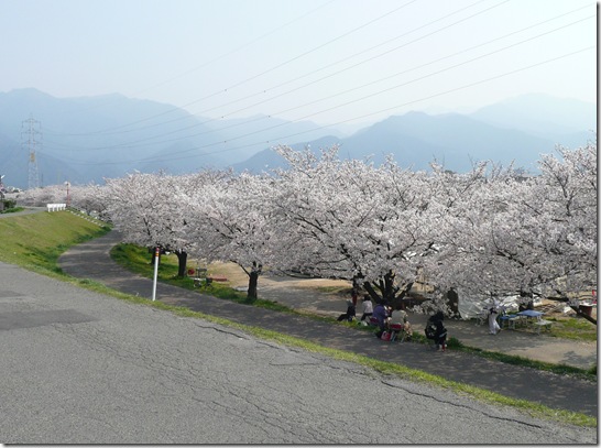 桜並木