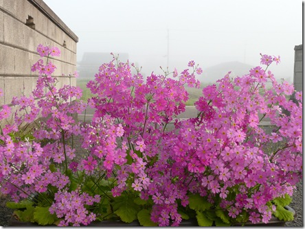 さくら草