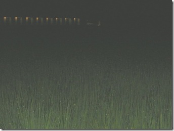 虫の音が聴こえます 虫の音が聴こえます