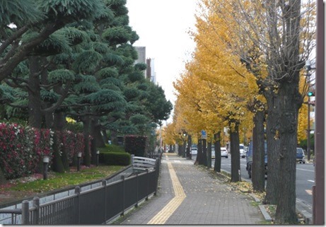 銀杏 銀杏