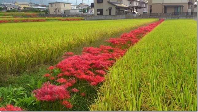 彼岸花1