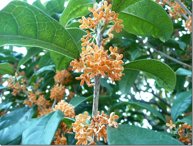 金木犀の花