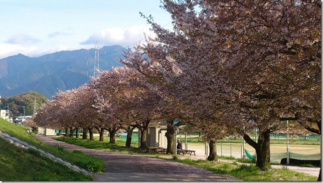 桜並木の遊歩道 桜並木の遊歩道