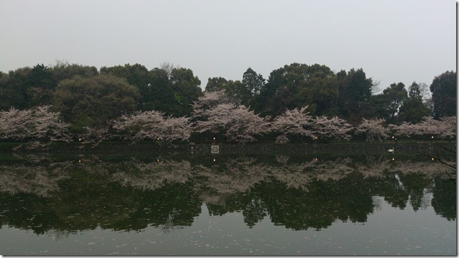 水面の桜