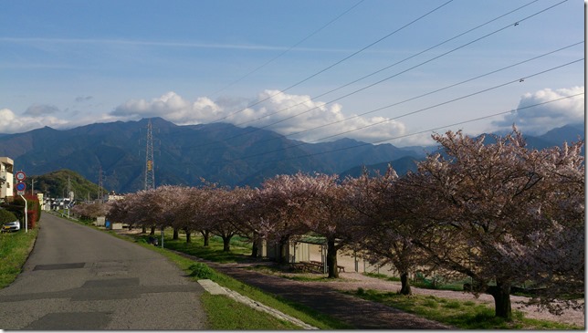 土手沿いの桜並木 土手沿いの桜並木