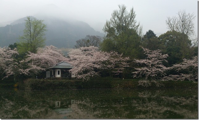 廣瀬公園の桜