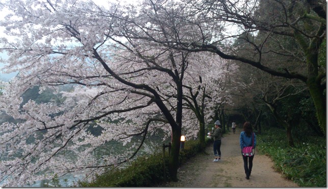 桜並木