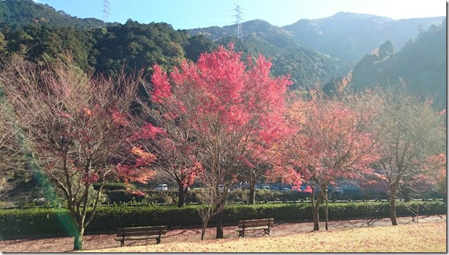 紅葉