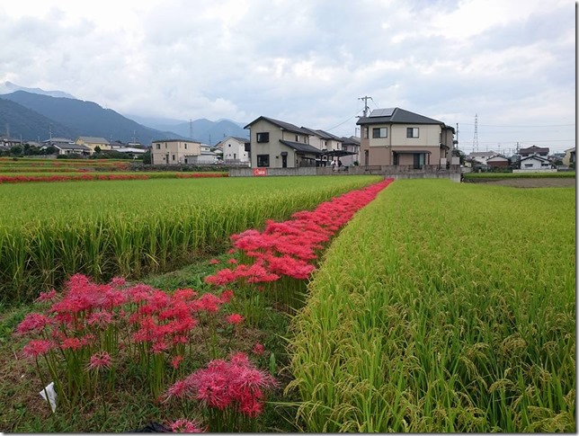 彼岸花 彼岸花