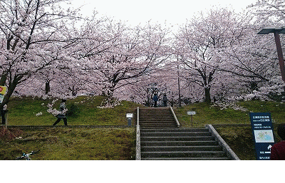 廣瀬公園の桜
