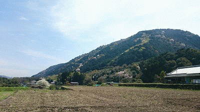 山田ロードの桜