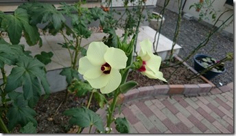 オクラの花