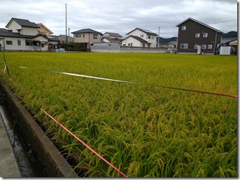 散歩道
