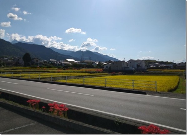 稲穂の揺れを感じて