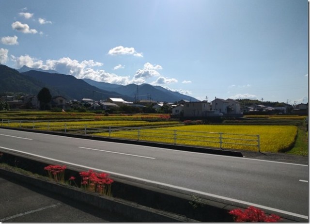 稲穂の揺れを感じて
