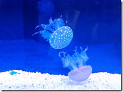 クラゲ