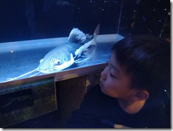 水槽に顔をくっつけて…