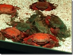 カニがこっち見てる!