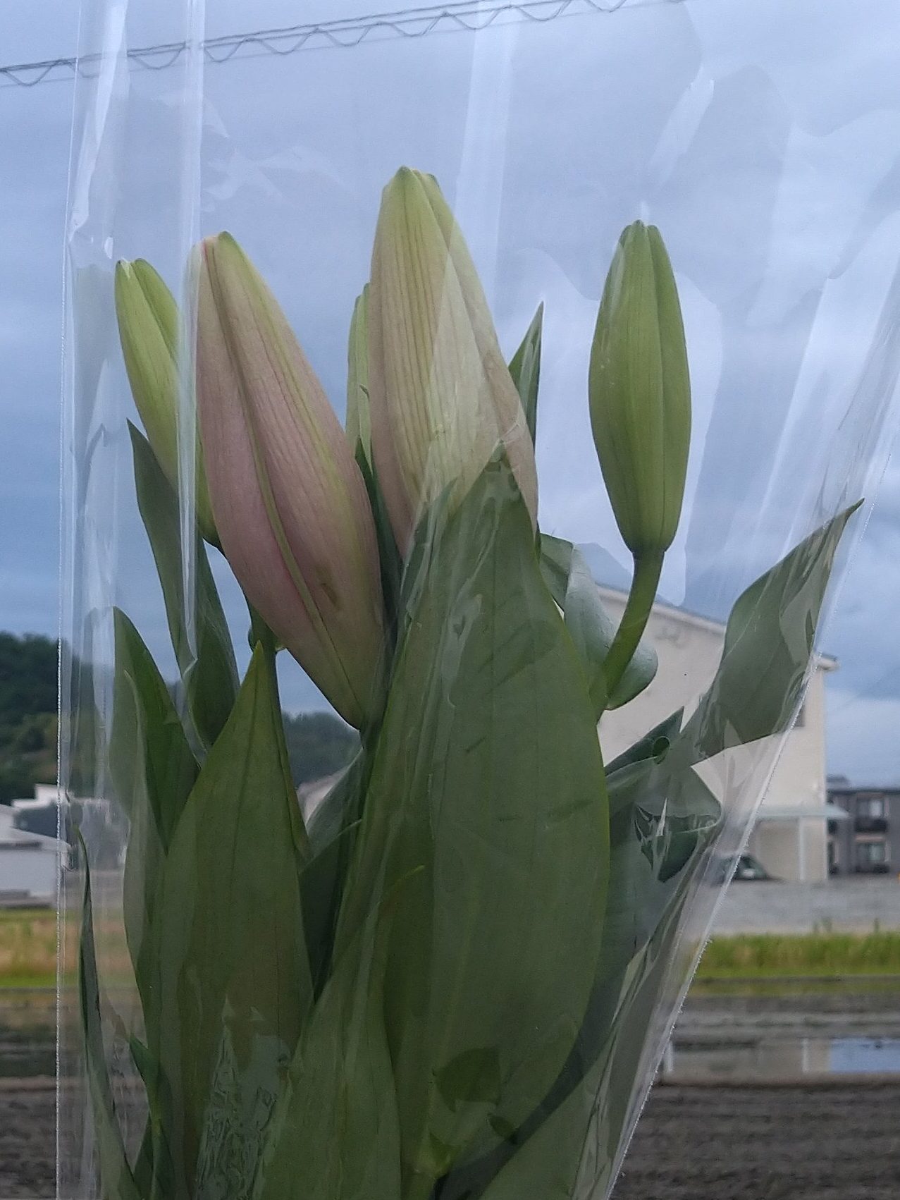 百合の花